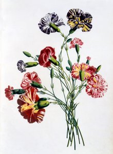 康乃馨花束，来自“自然花卉和水果的收藏”，1805年出版（彩色版画）